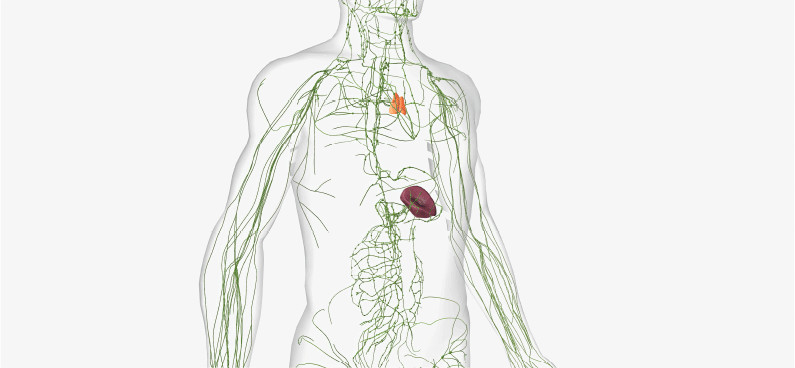 The Lymphatic System’s Vital Role